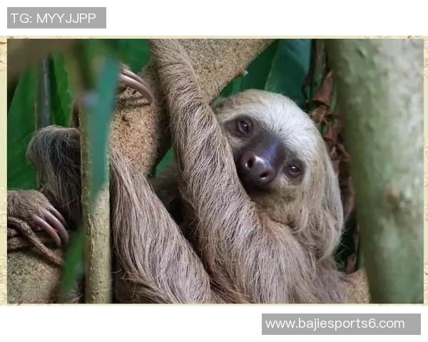 探索cm足球的魅力与发展历程,揭示其在全球体育中的独特地位与影响力